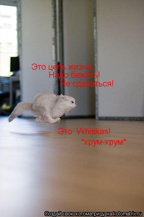 Это цель жизни. Надо бежать! Не сдаваться! Это Whiskas! *хрум-хрум*... Котоматрица: Это цель жизни. Надо бежать! Не сдаваться! Это Whiskas! *хрум-хрум*