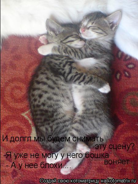 И долгл мы будем снимать эту сцену? -Я уже не могу у него бошка воняет - А у нее блохи....... Котоматрица: И долгл мы будем снимать эту сцену? -Я уже не могу у него бошка воняет - А у нее блохи....