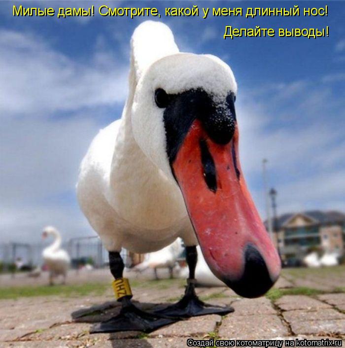 Делайте выводы! Милые дамы! Смотрите, какой у меня длинный нос!... Котоматрица: Делайте выводы! Милые дамы! Смотрите, какой у меня длинный нос!