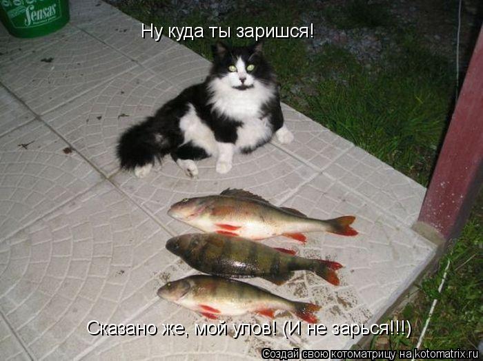 Ну куда ты заришся! Сказано же, мой улов! (И не зарься!!!)... Котоматрица: Ну куда ты заришся! Сказано же, мой улов! (И не зарься!!!)
