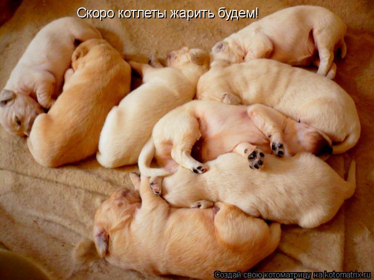 Скоро котлеты жарить будем!... Котоматрица: Скоро котлеты жарить будем!