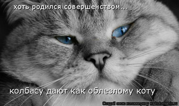 хоть родился совершенством... колбасу дают как облезлому коту... Котоматрица: хоть родился совершенством... колбасу дают как облезлому коту