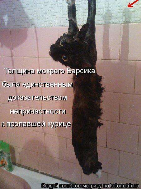 Толщина мокрого Барсика была единственным доказательством непричастности к пропавшей курице... Котоматрица: Толщина мокрого Барсика была единственным доказательством непричастности к пропавшей курице
