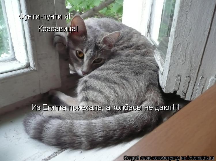 Фунти-пунти я! Красавица! Из Египта приехала, а колбасы не дают!!!... Котоматрица: Фунти-пунти я! Красавица! Из Египта приехала, а колбасы не дают!!!