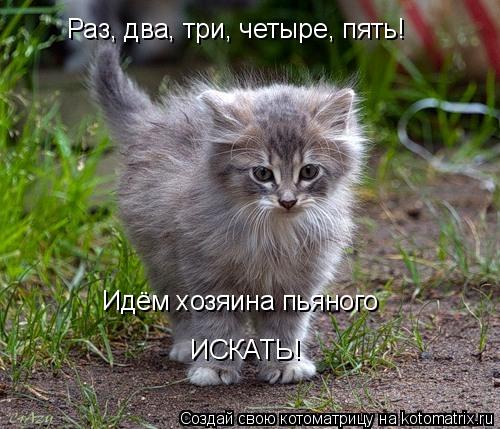 Раз, два, три, четыре, пять! Идём хозяина пьяного ИСКАТЬ!... Котоматрица: Раз, два, три, четыре, пять! Идём хозяина пьяного ИСКАТЬ!