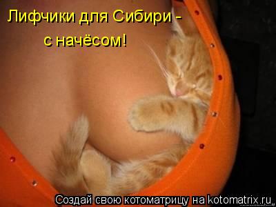 Лифчики для Сибири - с начёсом!... Котоматрица: Лифчики для Сибири - с начёсом!