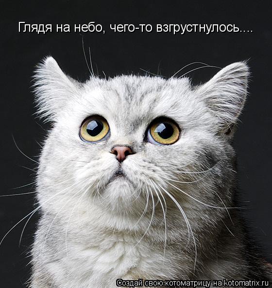 Глядя на небо, чего-то взгрустнулось....... Котоматрица: Глядя на небо, чего-то взгрустнулось....