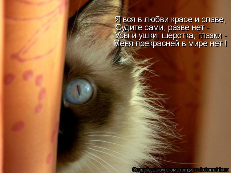 Я вся в любви красе и славе, Судите сами, разве нет - Усы и ушки, шёрстка, глазки - Меня прекрасне... Котоматрица: Я вся в любви красе и славе, Судите сами, разве нет - Усы и ушки, шёрстка, глазки - Меня прекрасней в мире нет !
