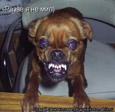 -Разве я не мил)... Котоматрица: -Разве я не мил)