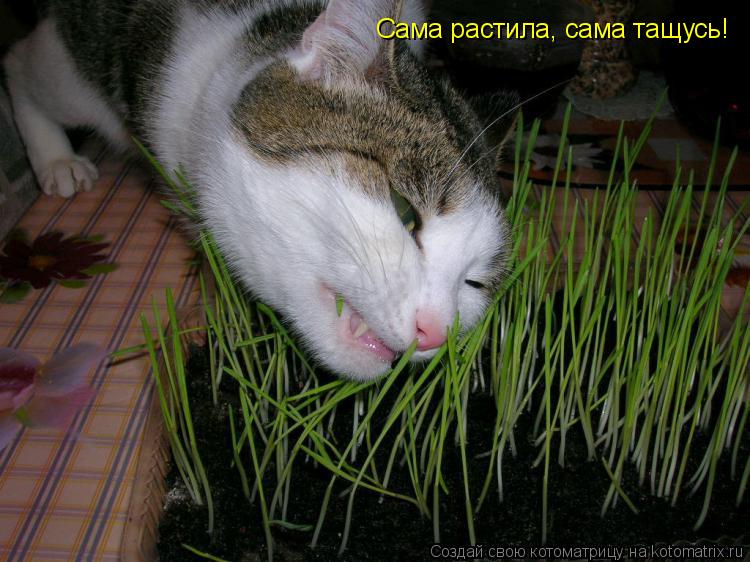 Котоматрица: Сама растила, сама тащусь!