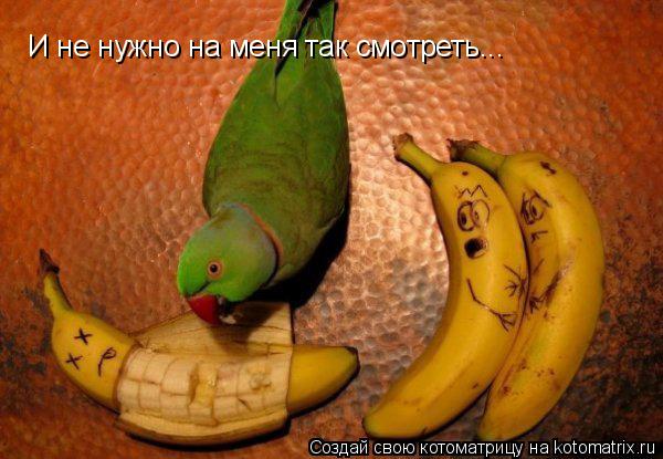 Котоматрица: И не нужно на меня так смотреть...