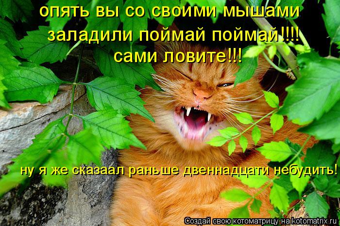 Котоматрица: опять вы со своими мышами  заладили поймай поймай!!!! сами ловите!!! ну я же сказаал раньше двеннадцати небудить!