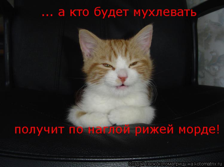 Котоматрица: ... а кто будет мухлевать получит по наглой рижей морде!