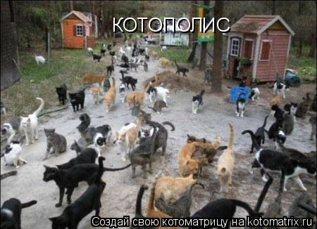 Котоматрица: КОТОПОЛИС