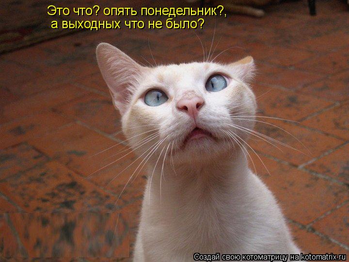 Котоматрица: Это что? опять понедельник?, а выходных что не было?