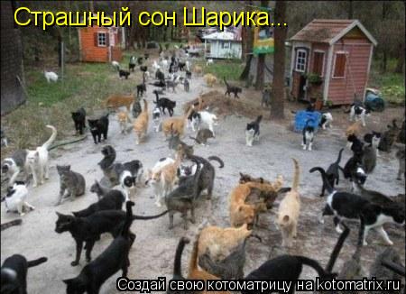 Котоматрица: Страшный сон Шарика...