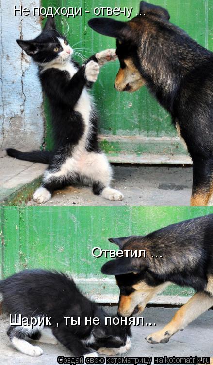 Котоматрица: Не подходи - отвечу ... Ответил ... Шарик , ты не понял...