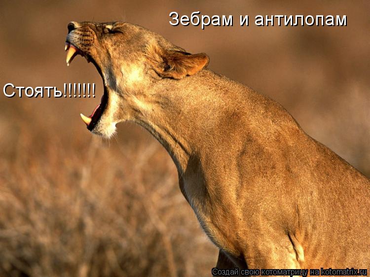 Котоматрица: Стоять!!!!!!! Зебрам и антилопам