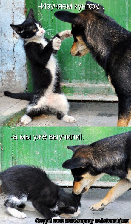 Котоматрица: -Изучяем кунгфу... -а мы уже выучили!..