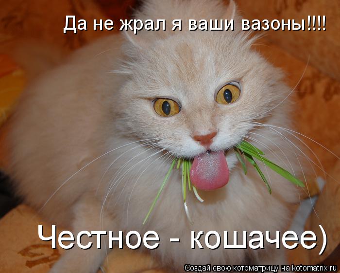 Котоматрица: Да не жрал я ваши вазоны!!!! Честное - кошачее)