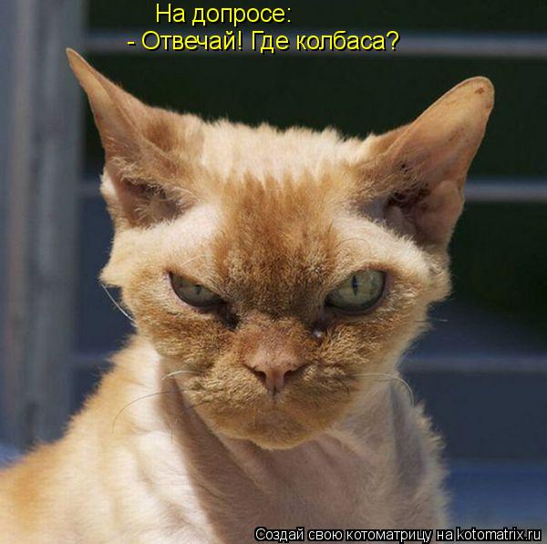 Котоматрица: На допросе: - Отвечай! Где колбаса?