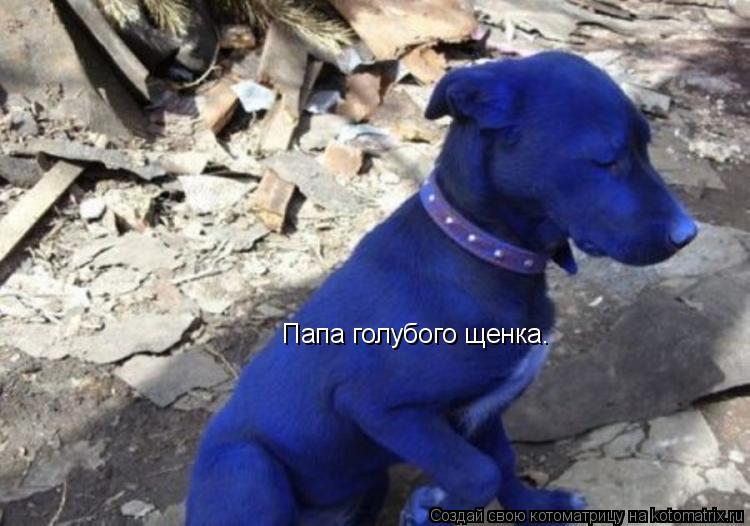Котоматрица: Папа голубого щенка.