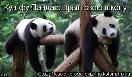 Котоматрица: Кун-фу Панда открыл свою школу