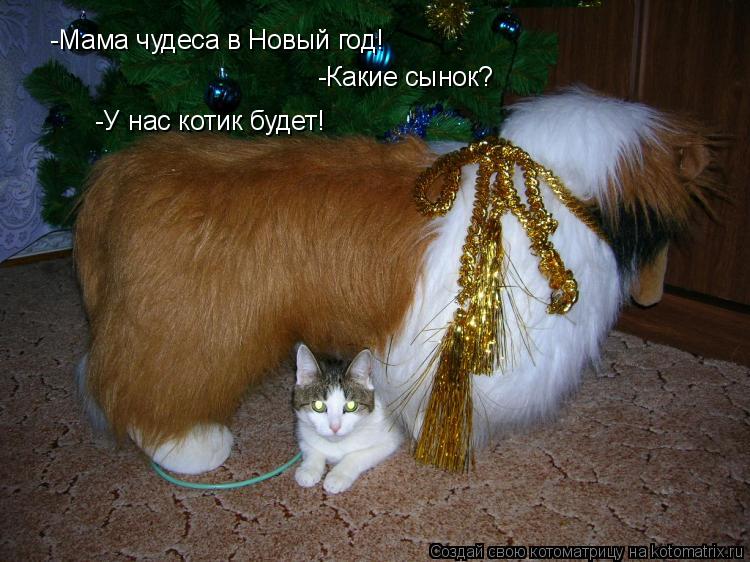 Котоматрица: -Мама чудеса в Новый год! -Какие сынок? -У нас котик будет!