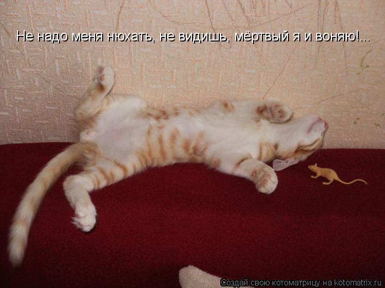 Котоматрица: Не надо меня нюхать, не видишь, мёртвый я и воняю!...