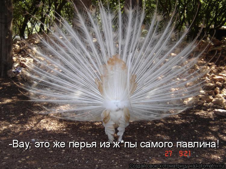 Котоматрица: -Вау, это же перья из ж*пы самого павлина!