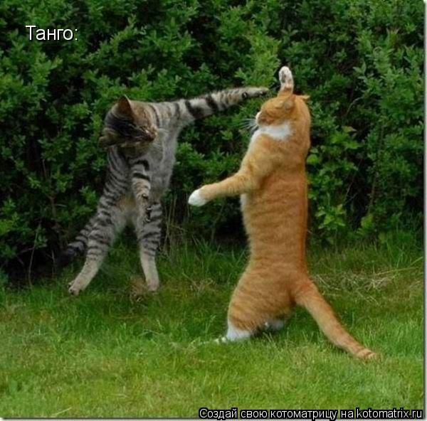 Котоматрица: Танго: