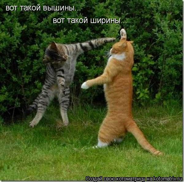 Котоматрица: вот такой вышины... вот такой ширины...
