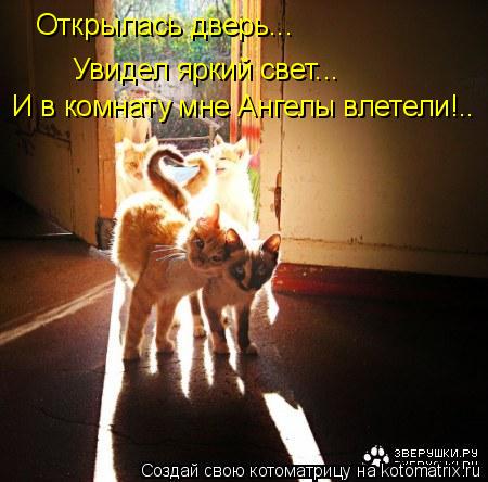 Открылась дверь... Увидел яркий свет... И в комнату мне Ангелы влетели!..... Котоматрица: Открылась дверь... Увидел яркий свет... И в комнату мне Ангелы влетели!..