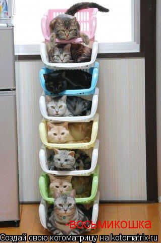-восьмикошка... Котоматрица: -восьмикошка