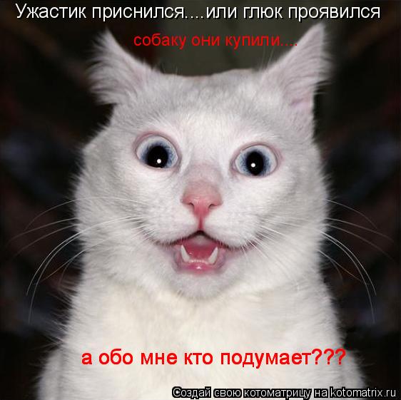 Ужастик приснился....или глюк проявился собаку они купили.... а обо мне кто подумает??? а обо мне кто... Котоматрица: Ужастик приснился....или глюк проявился собаку они купили.... а обо мне кто подумает??? а обо мне кто подумает??? а обо мне кто подумает???
