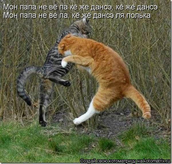 Мон папа не вё па кё же дансэ, кё жё дансэ Мон папа не вё па, кё жё дансэ ля полька... Котоматрица: Мон папа не вё па кё же дансэ, кё жё дансэ Мон папа не вё па, кё жё дансэ ля полька