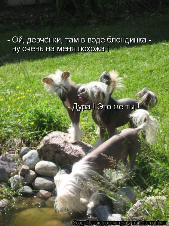 - Ой, девчёнки, там в воде блондинка - ну очень на меня похожа ! - Дура ! Это же ты !... Котоматрица: - Ой, девчёнки, там в воде блондинка - ну очень на меня похожа ! - Дура ! Это же ты !