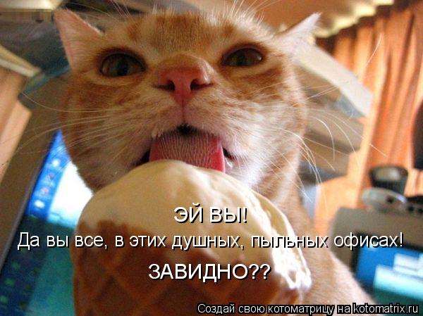 ЭЙ ВЫ! Да вы все, в этих душных, пыльных офисах! ЗАВИДНО??... Котоматрица: ЭЙ ВЫ! Да вы все, в этих душных, пыльных офисах! ЗАВИДНО??