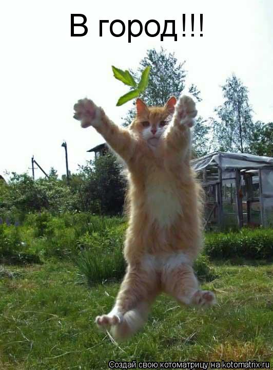 В город!!!... Котоматрица: В город!!!