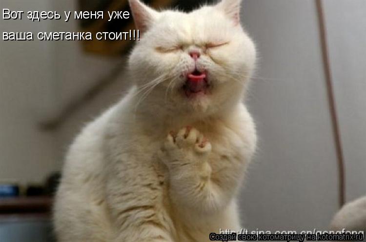Вот здесь у меня уже ваша сметанка стоит!!!... Котоматрица: Вот здесь у меня уже ваша сметанка стоит!!!
