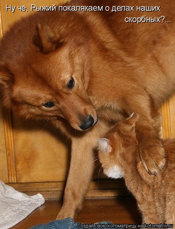 Ну чё, Рыжий покалякаем о делах наших скорбных?...... Котоматрица: Ну чё, Рыжий покалякаем о делах наших скорбных?...
