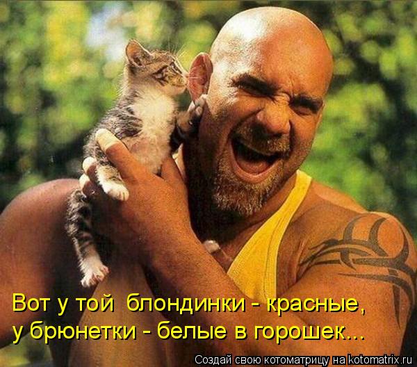 Вот у той блондинки - красные, у брюнетки - белые в горошек...... Котоматрица: Вот у той блондинки - красные, у брюнетки - белые в горошек...