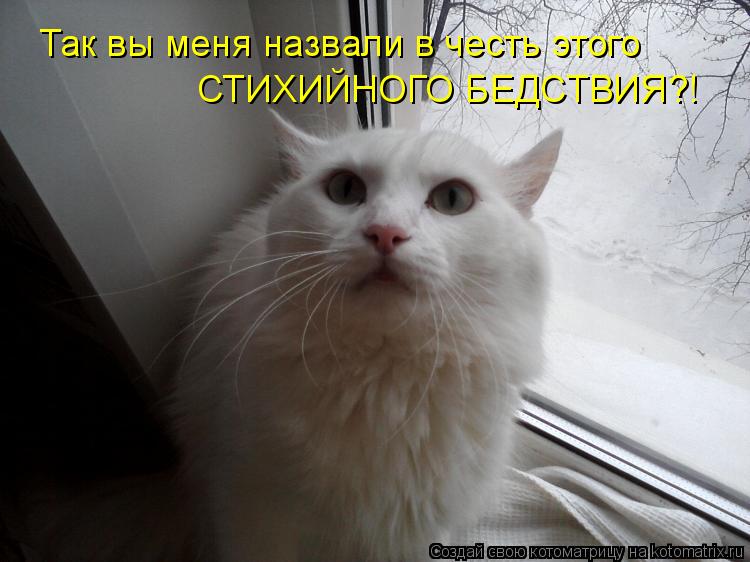 Котоматрица: Так вы меня назвали в честь этого СТИХИЙНОГО БЕДСТВИЯ?!