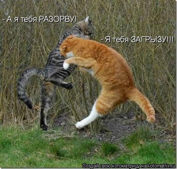 Котоматрица: Я тебя ЗАГРЫЗУ!!! - - А я тебя РАЗОРВУ!