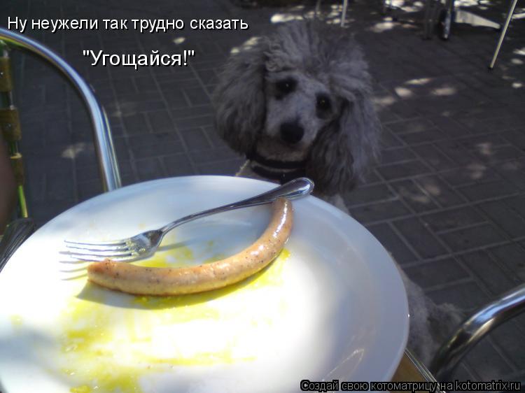 Ну неужели так трудно сказать: "Угощайся!" Ну неужели так трудно сказать "Угощайся!"... Котоматрица: Ну неужели так трудно сказать: "Угощайся!" Ну неужели так трудно сказать "Угощайся!"