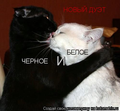 НОВЫЙ ДУЭТ ЧЕРНОЕ И БЕЛОЕ... Котоматрица: НОВЫЙ ДУЭТ ЧЕРНОЕ И БЕЛОЕ