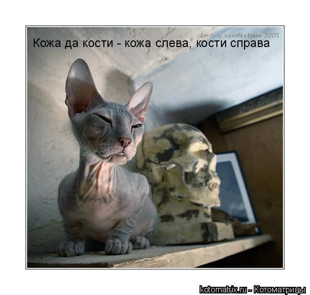 Кожа да кости - кожа слева, кости справа... Котоматрица: Кожа да кости - кожа слева, кости справа