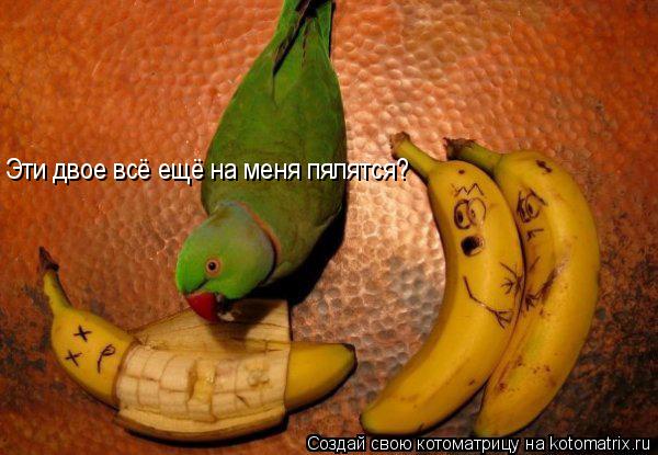 Эти двое всё ещё на меня пялятся?... Котоматрица: Эти двое всё ещё на меня пялятся?