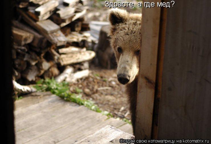 Здрасте, а где мед?... Котоматрица: Здрасте, а где мед?