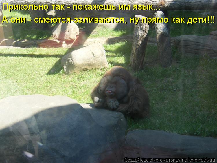 Прикольно так - покажешь им язык... А они - смеются-заливаются, ну прямо как дети!!!... Котоматрица: Прикольно так - покажешь им язык... А они - смеются-заливаются, ну прямо как дети!!!